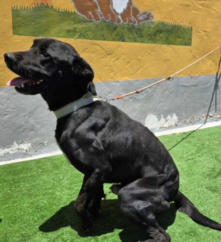 Blacky