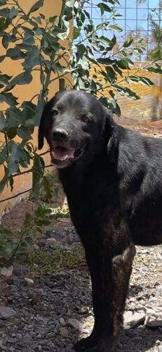 Simon